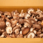 [프레시팜] 버섯류 표고 버섯 상품 1kg 내외