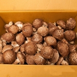 [프레시팜] 버섯류 표고 버섯 특품 1kg 내외