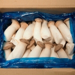 [프레시팜] 버섯류 새송이 버섯 벌크 특품 2kg 내외