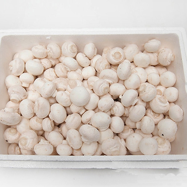 [프레시팜] 버섯류 양송이 버섯 상품 2kg 내외