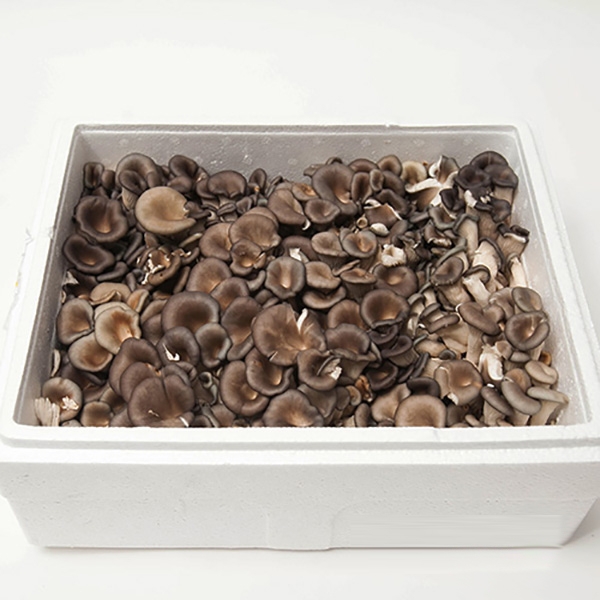 [프레시팜] 버섯류 느타리버섯 벌크 상 2kg내외 1박스